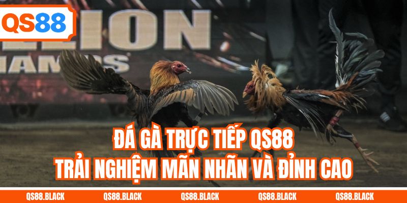 Đá Gà Trực Tiếp QS88 - Trải Nghiệm Mãn Nhãn Và Đỉnh Cao