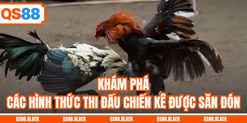 Khám phá các hình thức thi đấu chiến kê được săn đón