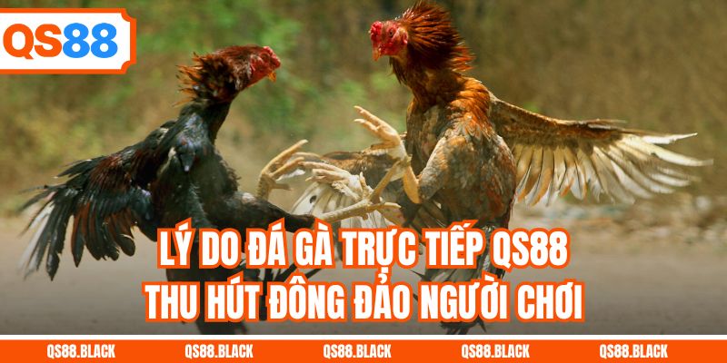 Lý do đá gà trực tiếp QS88 thu hút đông đảo người chơi